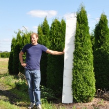 Thuja occidentalis 'Smaragd' 200-225 cm langere levertijd 